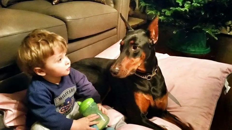 Amira - Doberman Pinscher