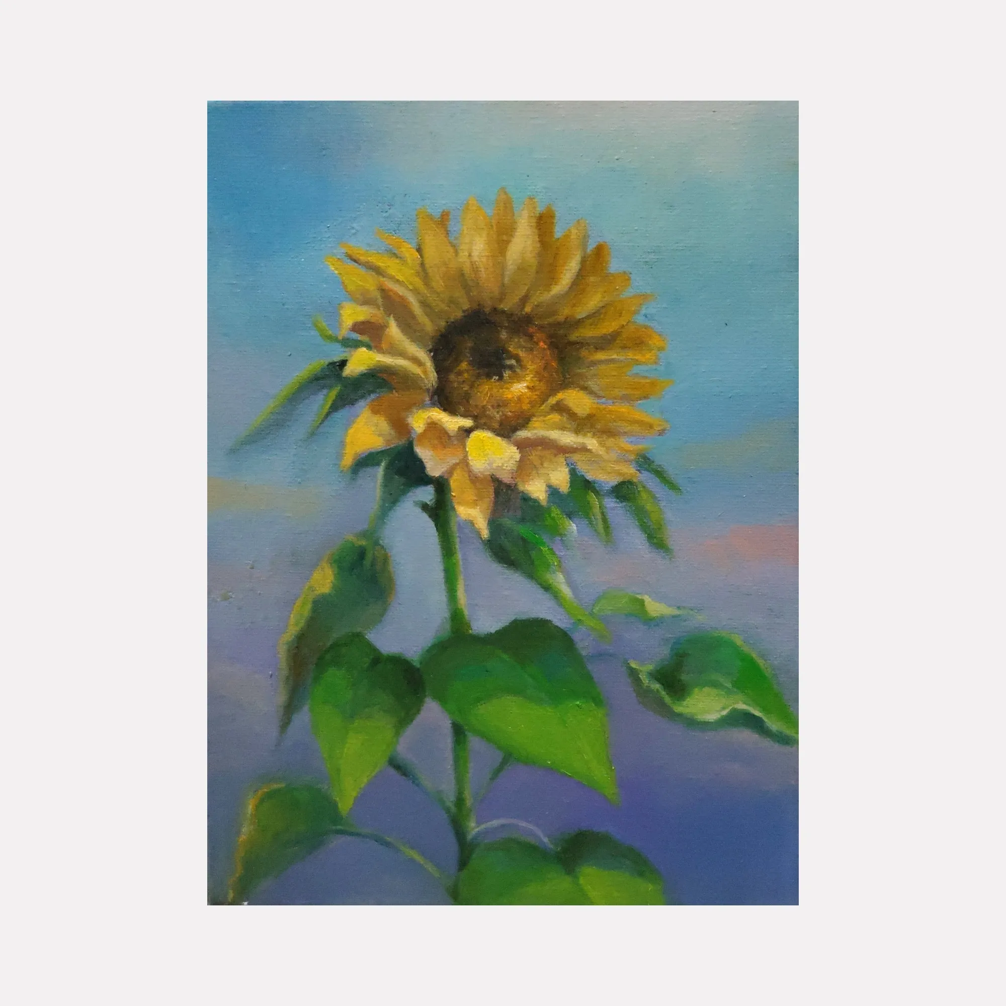 solo of sunflower