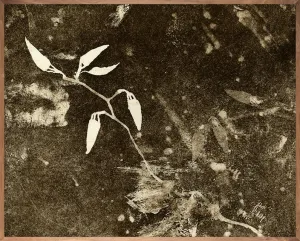 Spring Eternal 1